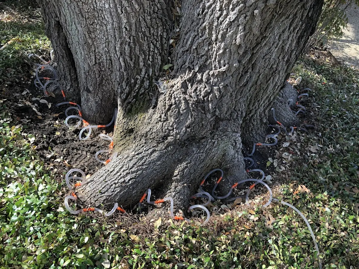 Detailed Tree Cabling and Bracing job site in Silverthorne