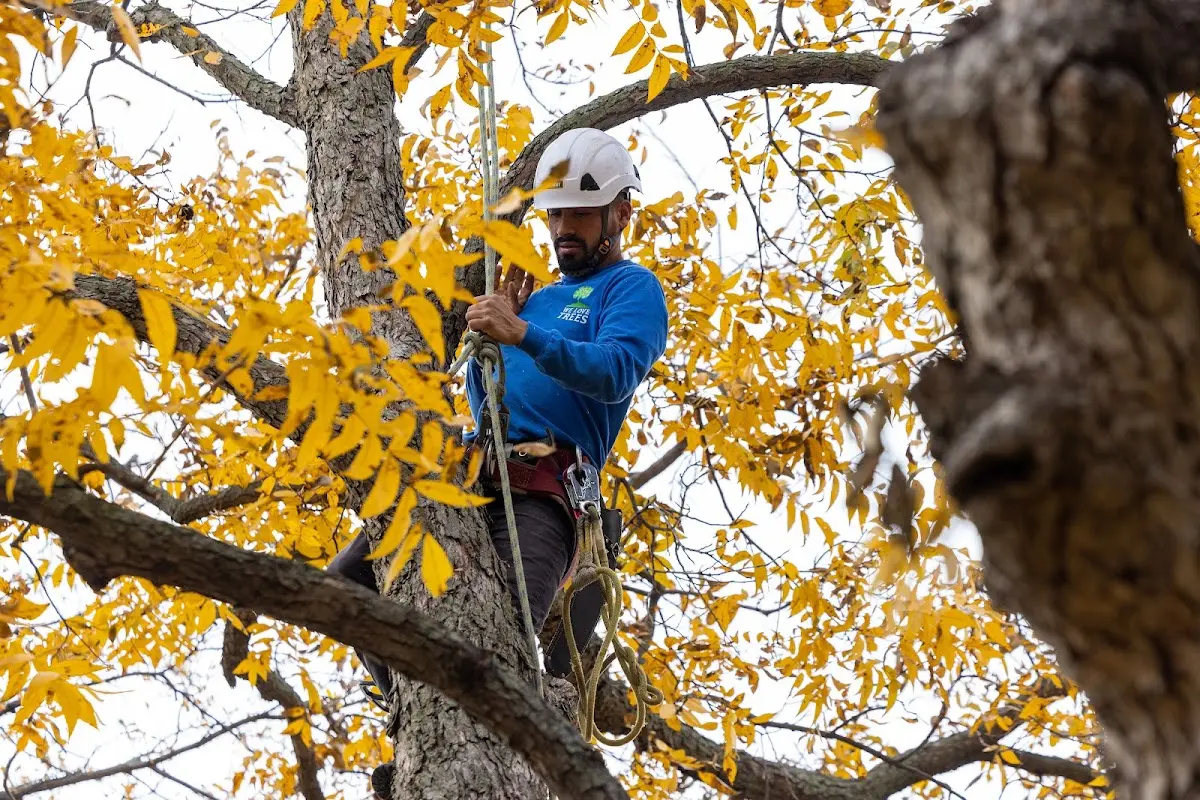Skilled Tree Planing crew working in Silverthorne
