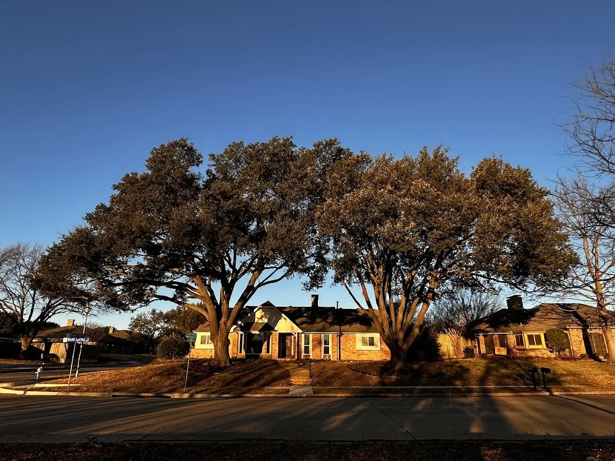 Established residential canopy tree shading a home in Silverthorne